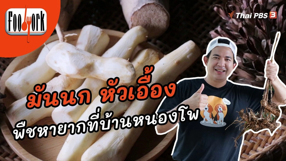 ตามหามันนก หัวเอื้อง พืชหายากที่บ้านหนองโพ