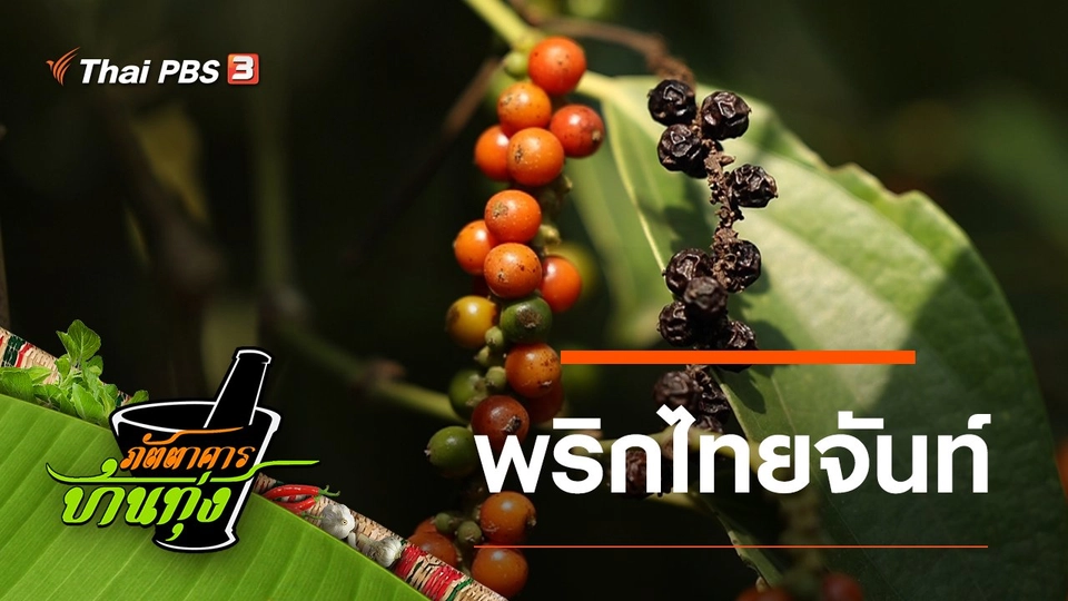 พริกไทยจันท์