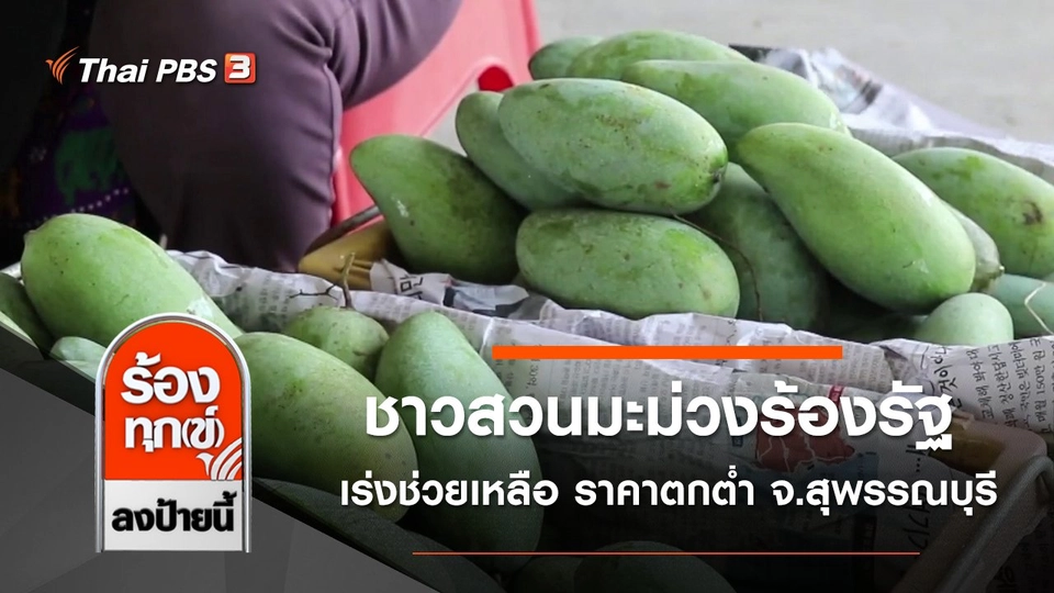 ชาวสวนมะม่วงร้องรัฐเร่งช่วยเหลือ ราคาตกต่ำ จ.สุพรรณบุรี