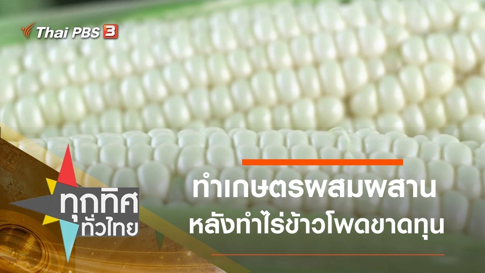 ทำเกษตรผสมผสานหลังทำไร่ข้าวโพดขาดทุน จ.เพชรบูรณ์