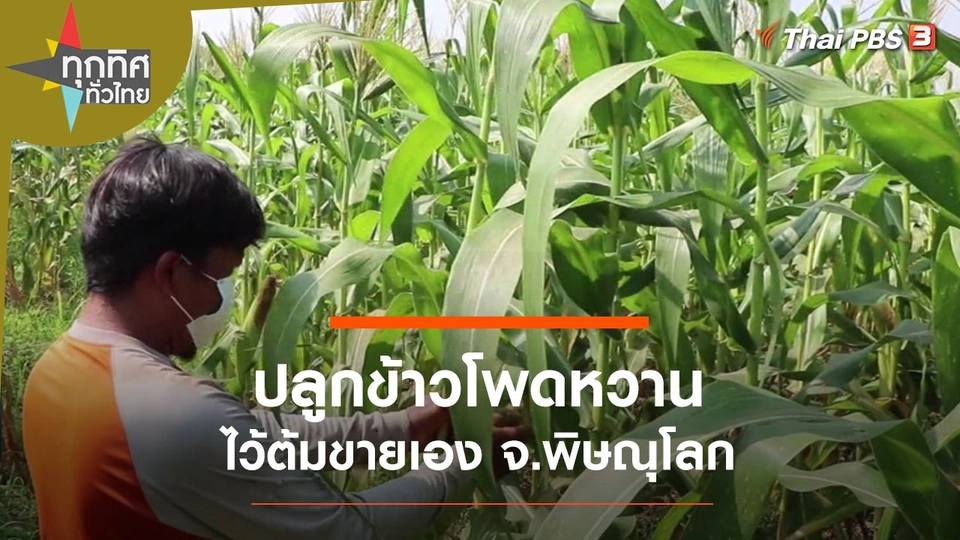 ปลูกข้าวโพดหวานไว้ต้มขายเอง จ.พิษณุโลก