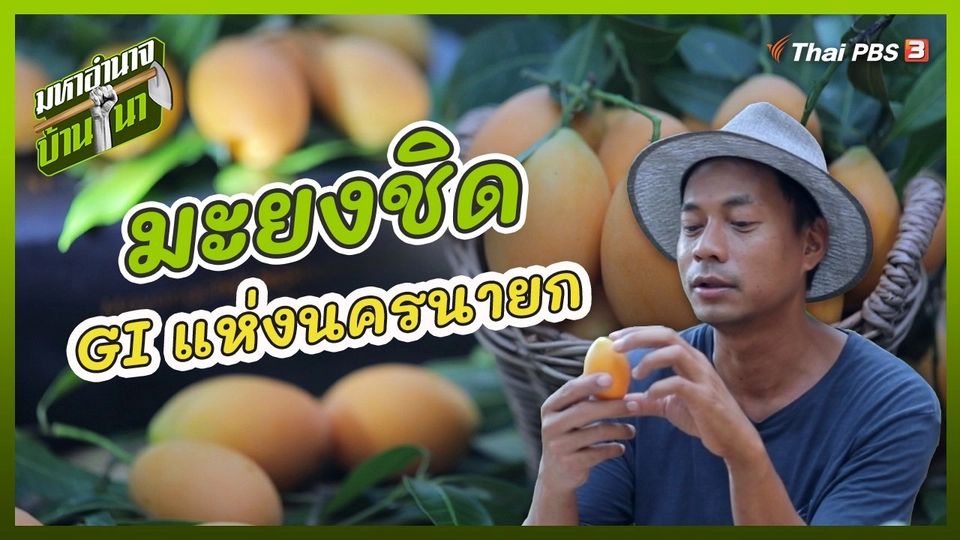 มะยงชิด เปรี้ยวหวานรสชาติดี GI แห่งนครนายก