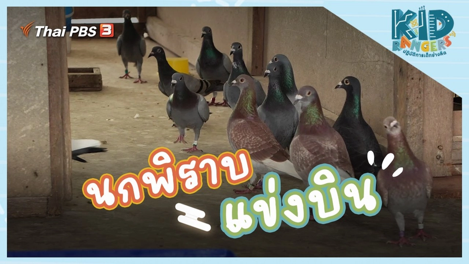 นกพิราบแข่งบิน