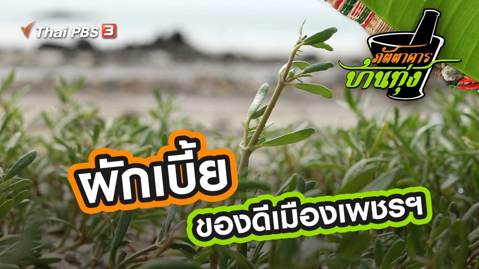 ผักเบี้ย