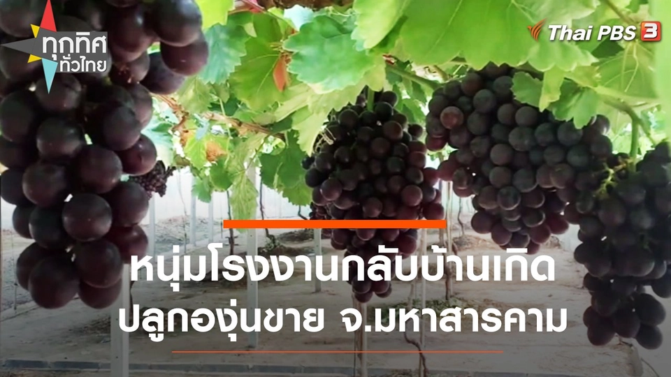 หนุ่มโรงงานกลับบ้านเกิดปลูกองุ่นขาย จ.มหาสารคาม