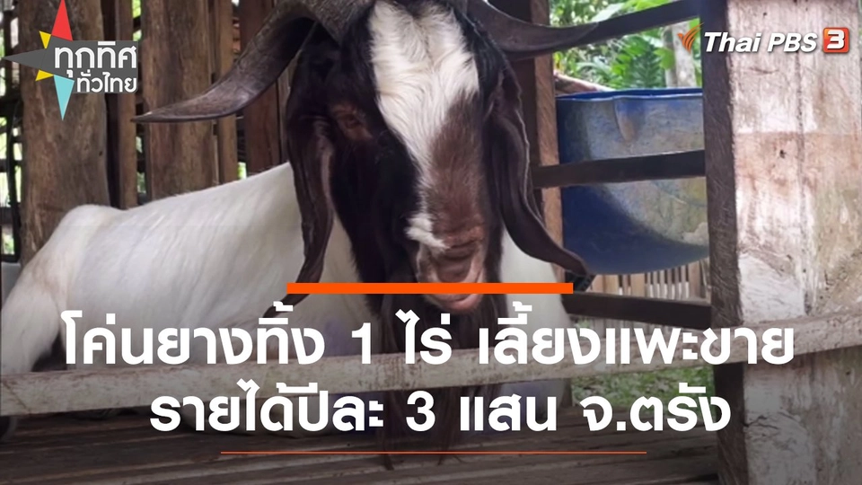 โค่นยางทิ้ง 1 ไร่ เลี้ยงแพะขายรายได้ปีละ 3 แสน จ.ตรัง