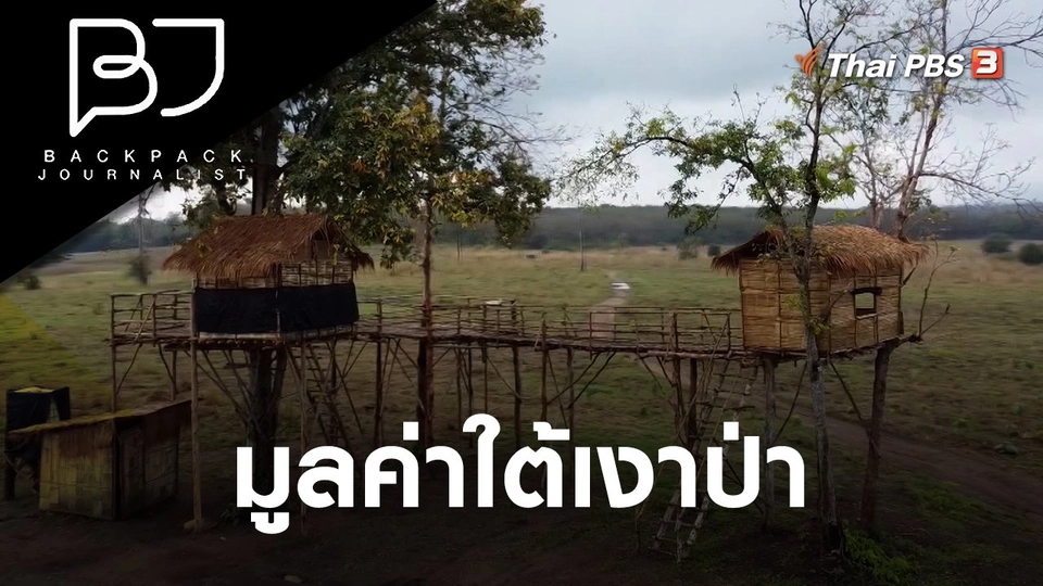 มูลค่าใต้เงาป่า