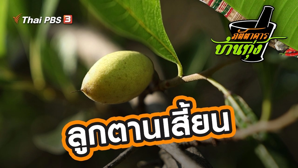 ลูกตานเสี้ยน