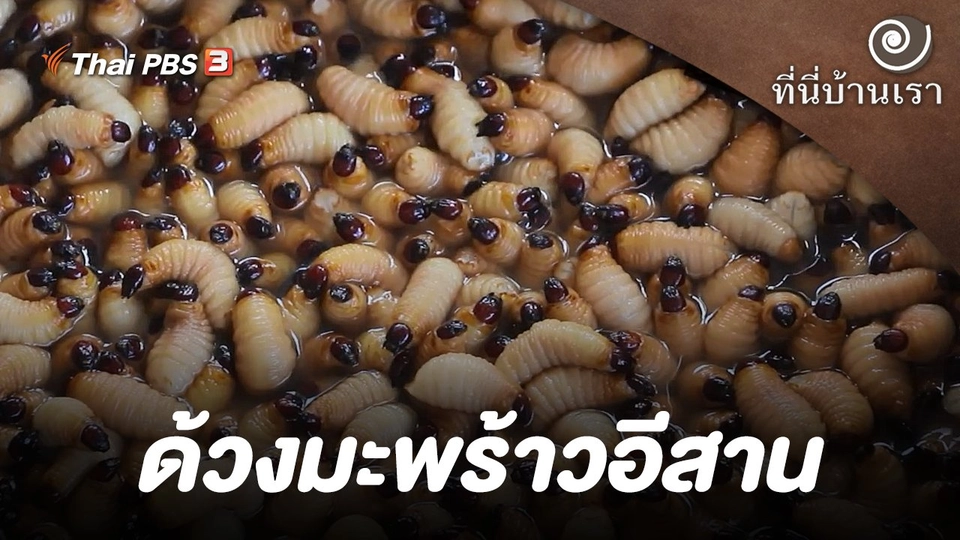 ด้วงมะพร้าวอีสาน