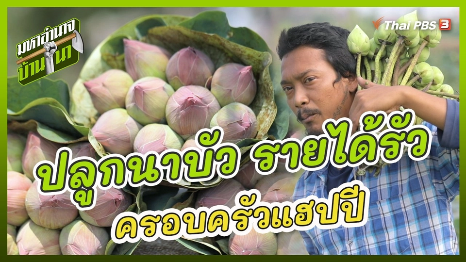 ปลูกนาบัว รายได้รัว ครอบครัวแฮปปี