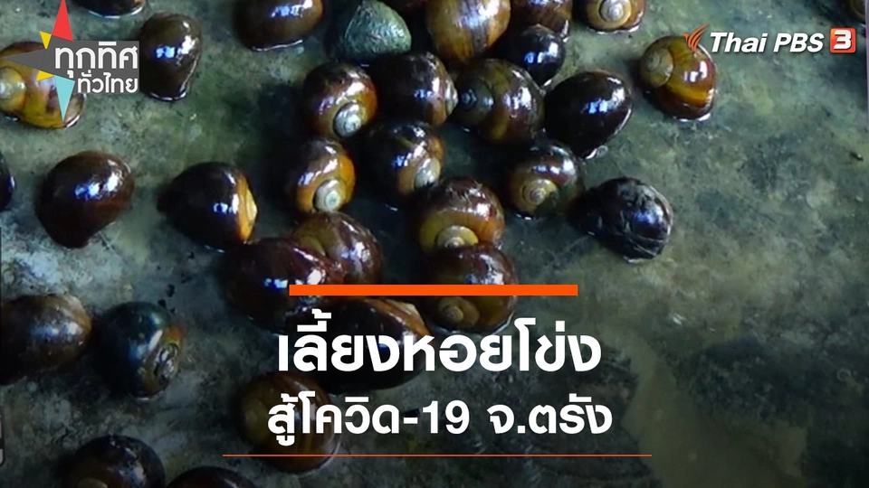 เลี้ยงหอยโข่งสู้โควิด-19 จ.ตรัง