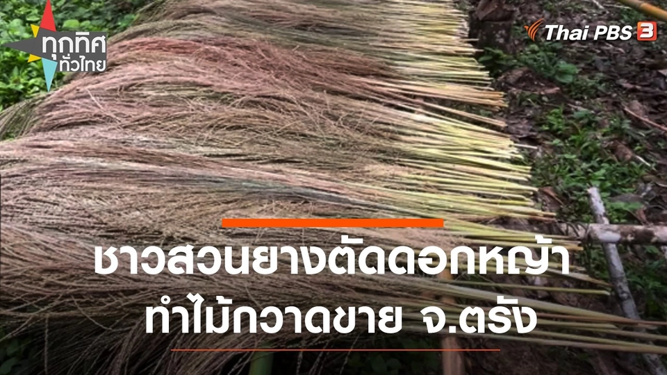 ชาวสวนยางตัดดอกหญ้าทำไม้กวาดขาย จ.ตรัง