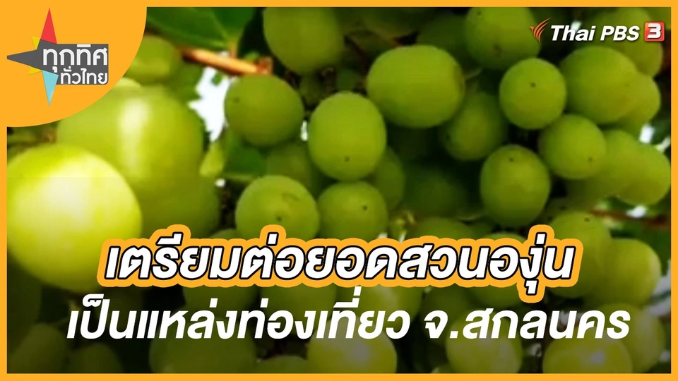 เตรียมต่อยอดสวนองุ่นเป็นแหล่งท่องเที่ยว จ.สกลนคร