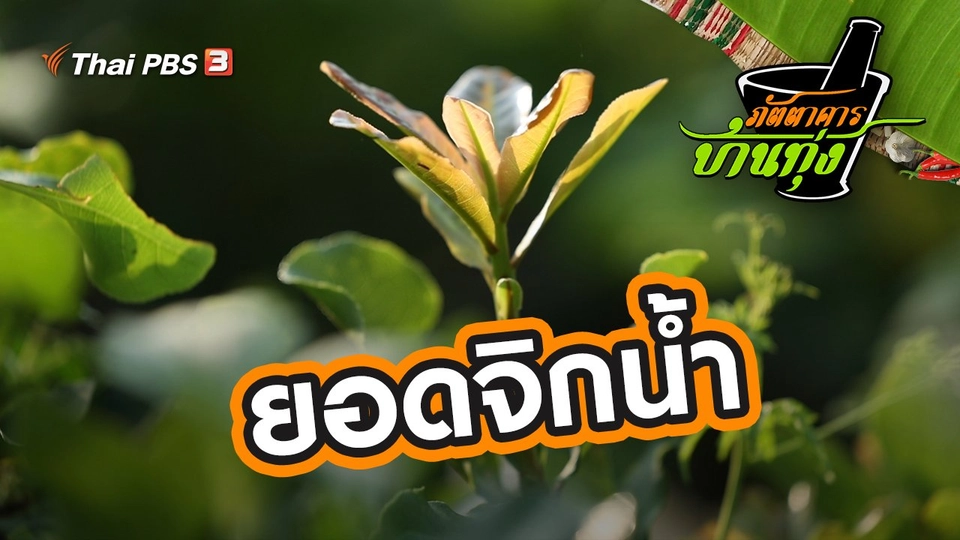 ยอดจิกน้ำ