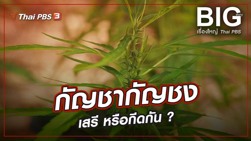 กัญชากัญชง...เสรี หรือกีดกัน ?