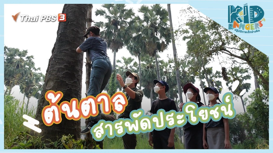 ต้นตาลสารพัดประโยชน์