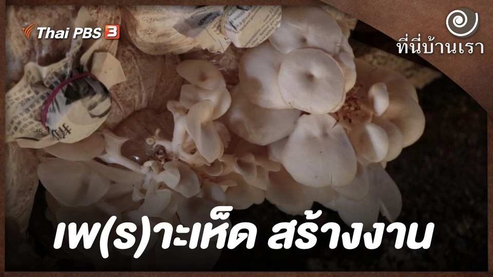 เพ(ร)าะเห็ด สร้างงาน