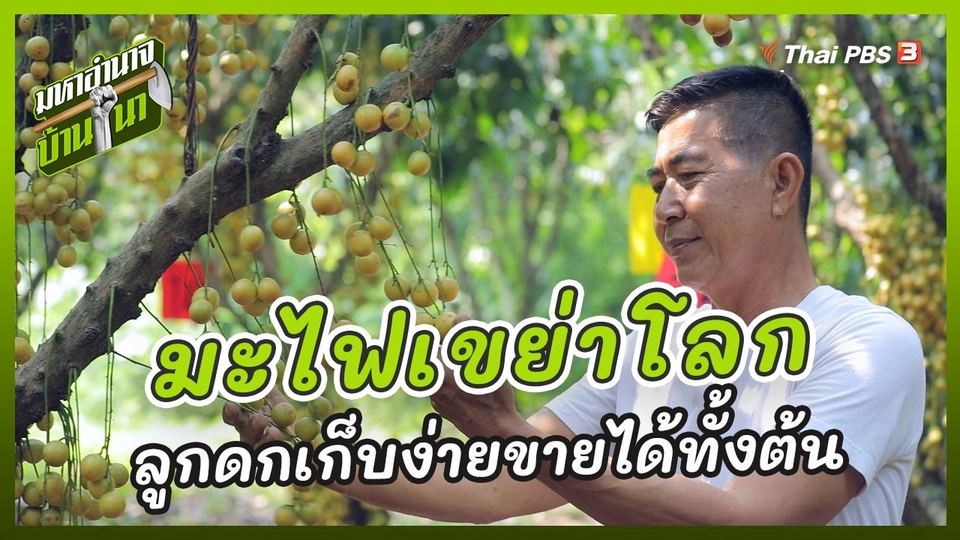 มะไฟเขย่าโลก ลูกดกเก็บง่ายขายได้ทั้งต้น