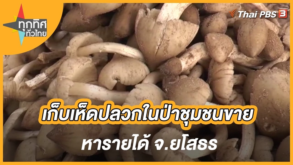 เก็บเห็ดปลวกในป่าชุมชนขายหารายได้ จ.ยโสธร