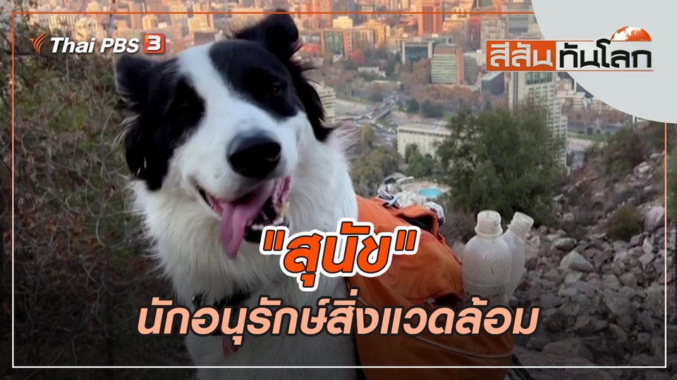 "สุนัข" นักอนุรักษ์สิ่งแวดล้อม | สีสันทันโลก | 11 มิ.ย. 65