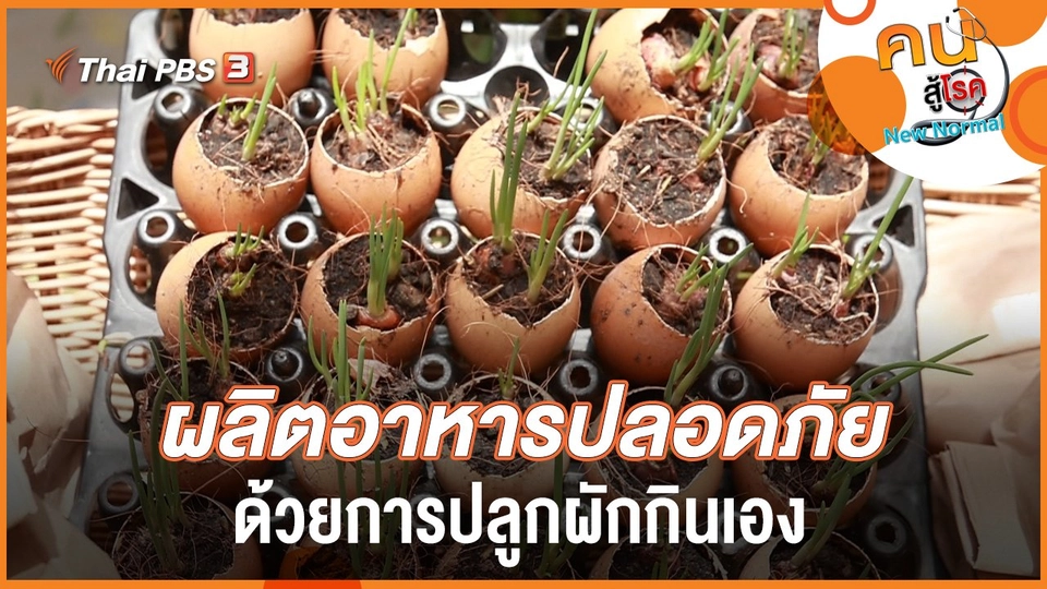 ผลิตอาหารปลอดภัย ด้วยการปลูกผักกินเอง