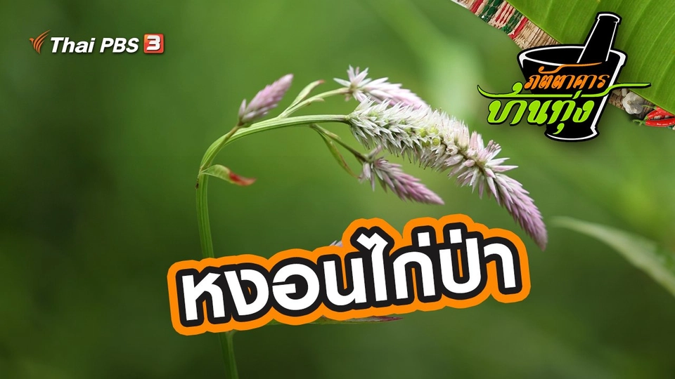 หงอนไก่ป่า