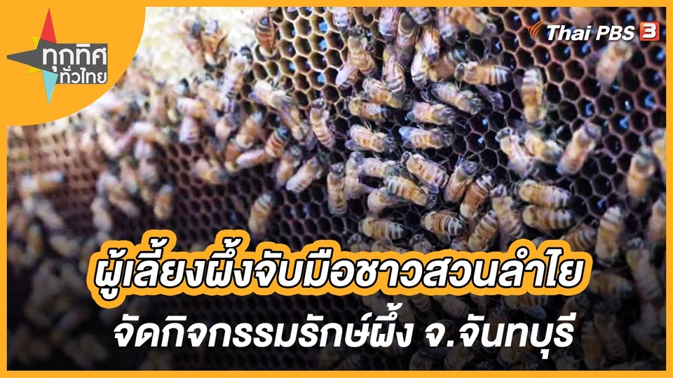 ผู้เลี้ยงผึ้งจับมือชาวสวนลำไยจัดกิจกรรมรักษ์ผึ้ง จ.จันทบุรี