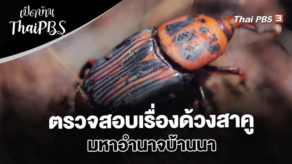 ตรวจสอบเรื่องด้วงสาคู มหาอำนาจบ้านนา