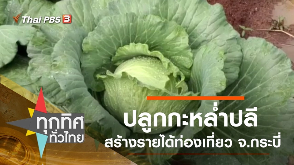 ปลูกกะหล่ำปลีสร้างรายได้ท่องเที่ยว จ.กระบี่