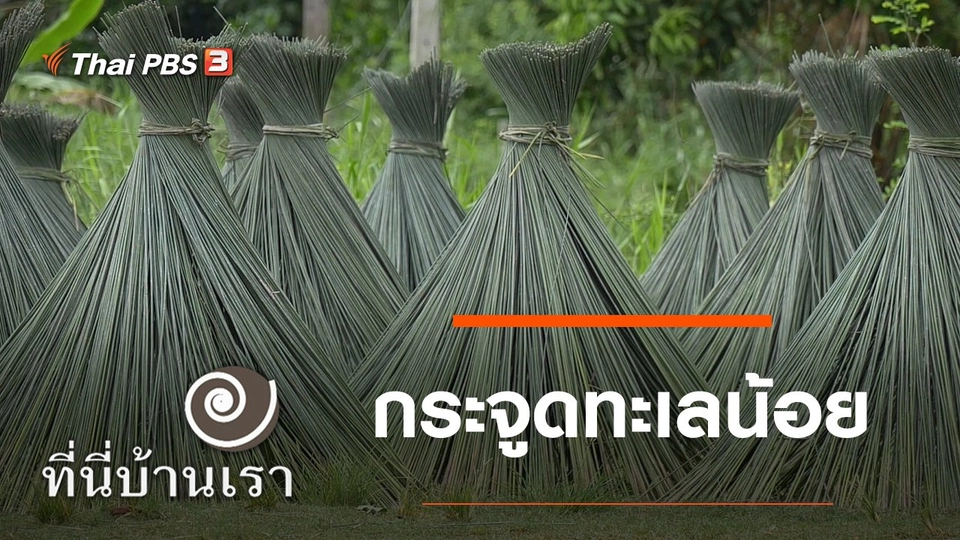 กระจูดทะเลน้อย