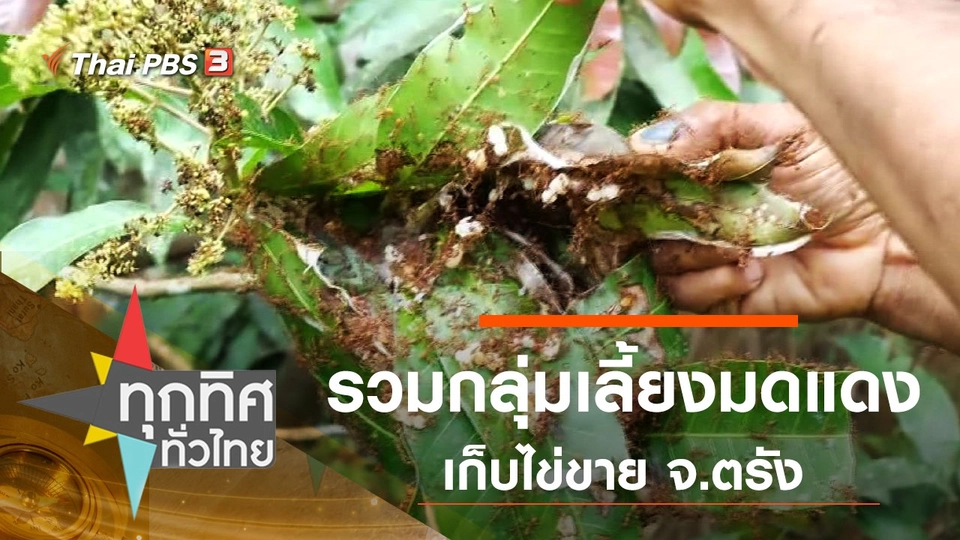 รวมกลุ่มเลี้ยงมดแดงเก็บไข่ขาย จ.ตรัง