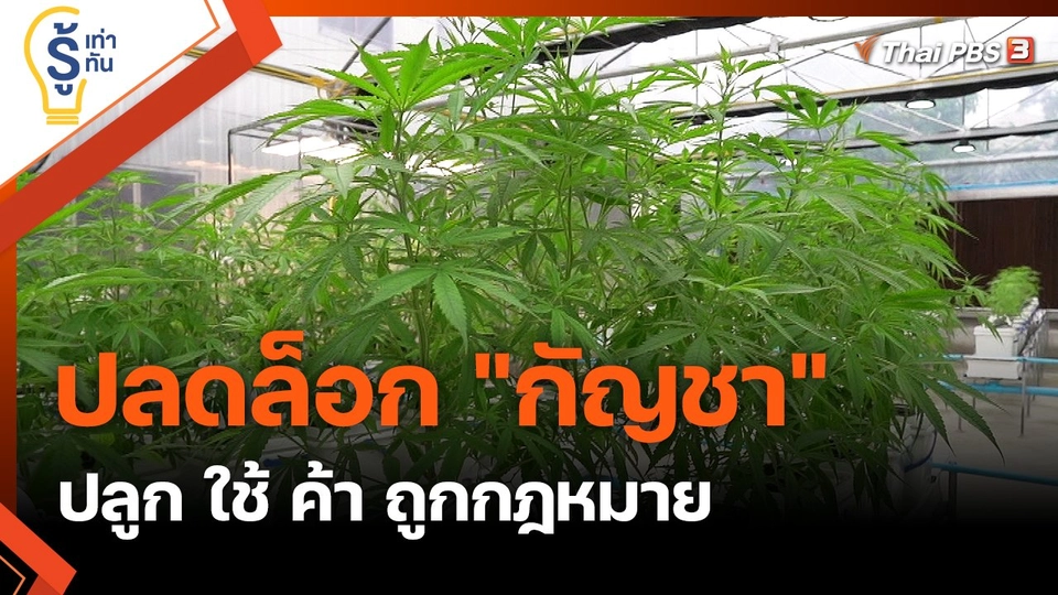 ปลดล็อก "กัญชา" ปลูก ใช้ ค้า ถูกกฎหมาย
