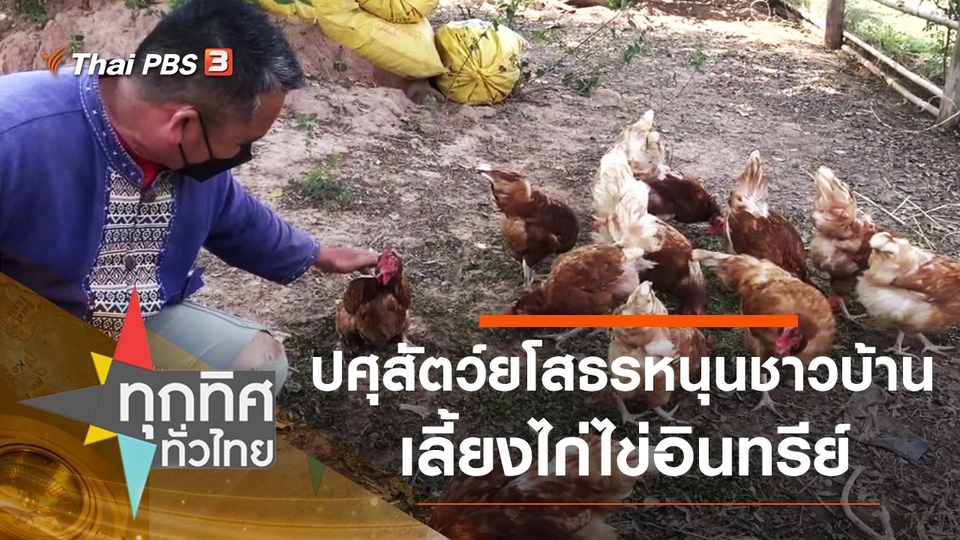 ปศุสัตว์ จ.ยโสธร หนุนชาวบ้านเลี้ยงไก่ไข่อินทรีย์