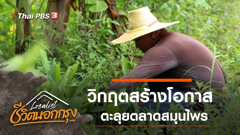 วิกฤตสร้างโอกาส ตะลุยตลาดสมุนไพร