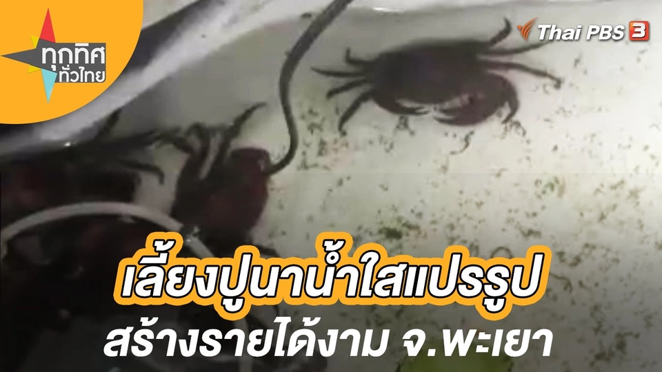 เลี้ยงปูนาน้ำใสแปรรูปสร้างรายได้งาม จ.พะเยา