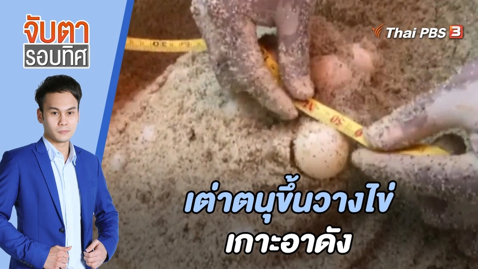 เต่าตนุขึ้นวางไข่เกาะอาดัง | จับตารอบทิศ | 1 ก.ค. 65