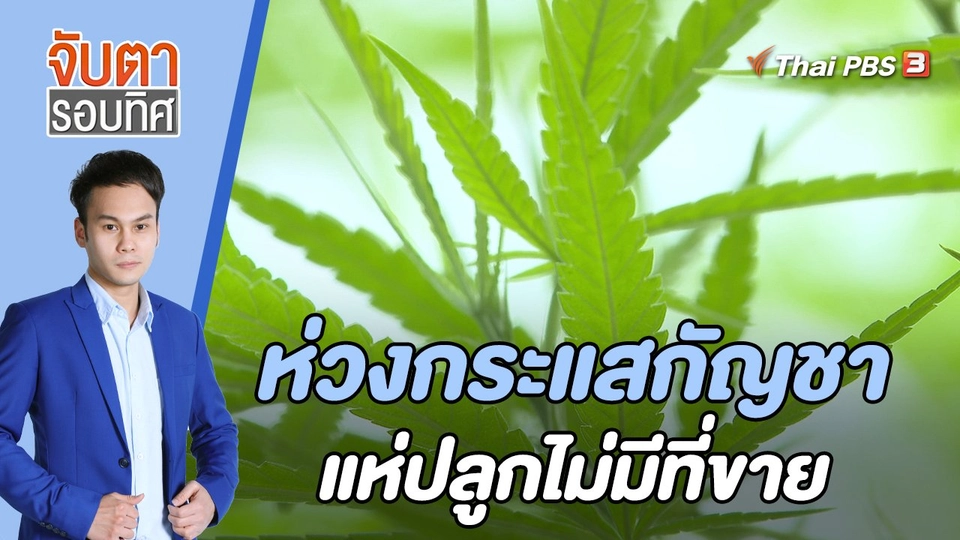 ห่วงกระแสกัญชา แห่ปลูกไม่มีที่ขาย | จับตารอบทิศ | 13 มิ.ย. 65