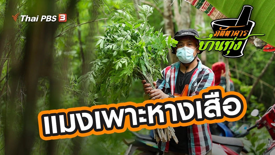 แมงเพาะหางเสือ