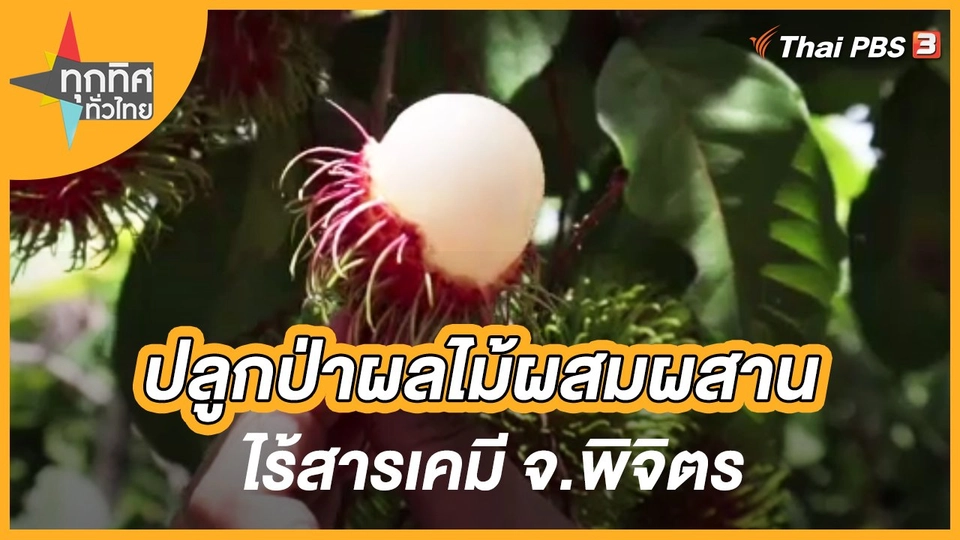 ปลูกป่าผลไม้ผสมผสานไร้สารเคมี จ.พิจิตร