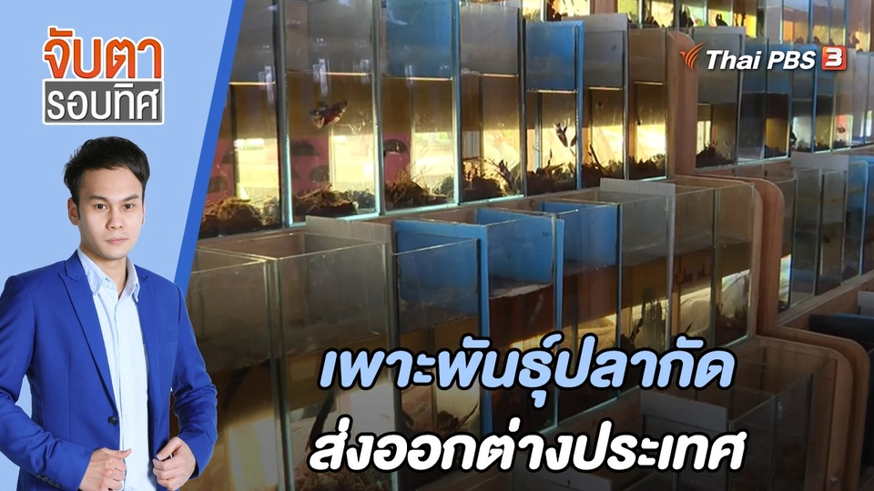 เพาะพันธุ์ปลากัดส่งออกต่างประเทศ | จับตารอบทิศ | 22 มิ.ย. 65