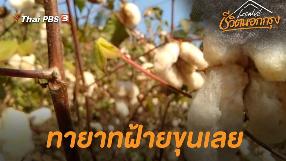 ทายาทฝ้ายขุนเลย