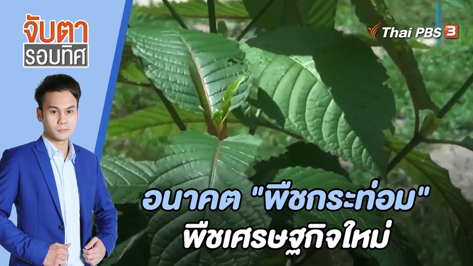 อนาคต "พืชกระท่อม" พืชเศรษฐกิจใหม่ | จับตารอบทิศ | 20 มิ.ย. 65