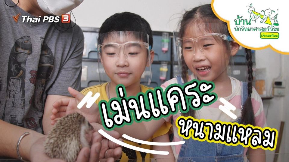 เม่นแคระหนามแหลม