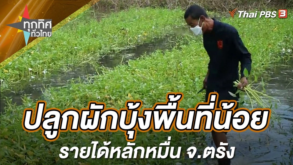 ปลูกผักบุ้งพื้นที่น้อยรายได้หลักหมื่น จ.ตรัง