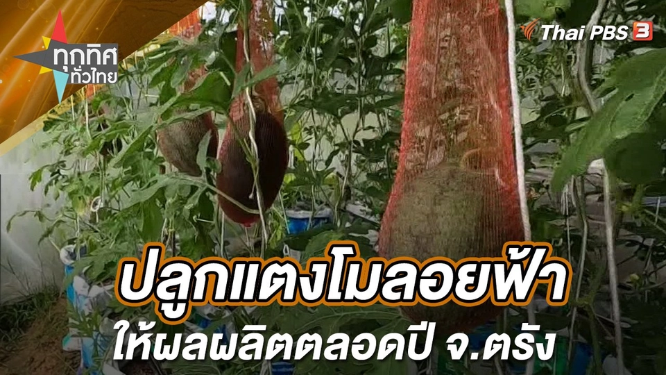 ปลูกแตงโมลอยฟ้าให้ผลผลิตตลอดปี จ.ตรัง