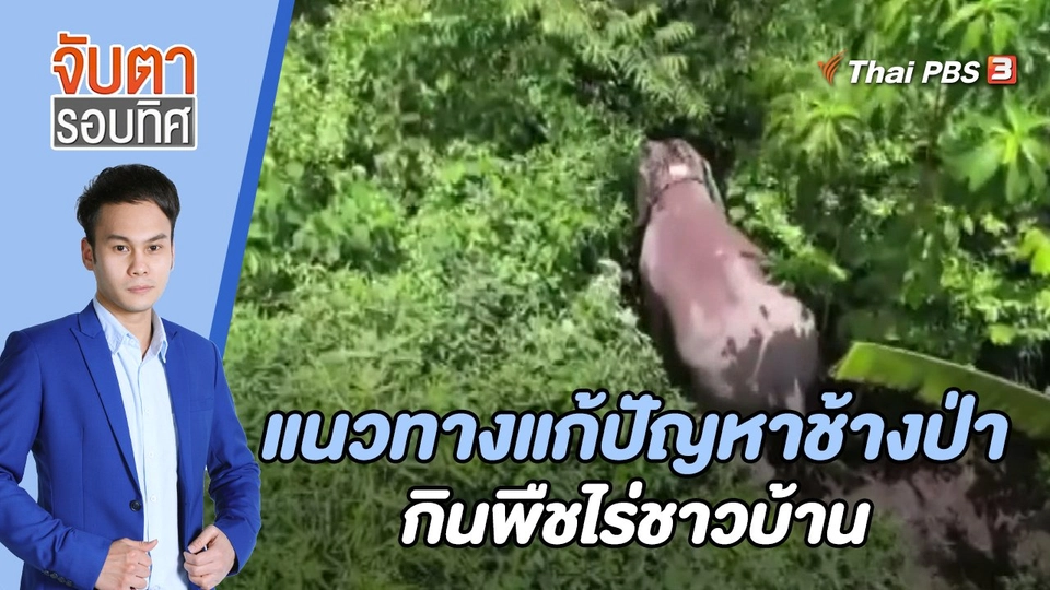 แนวทางแก้ปัญหาช้างป่ากินพืชไร่ชาวบ้าน | 13 ก.ย. 65