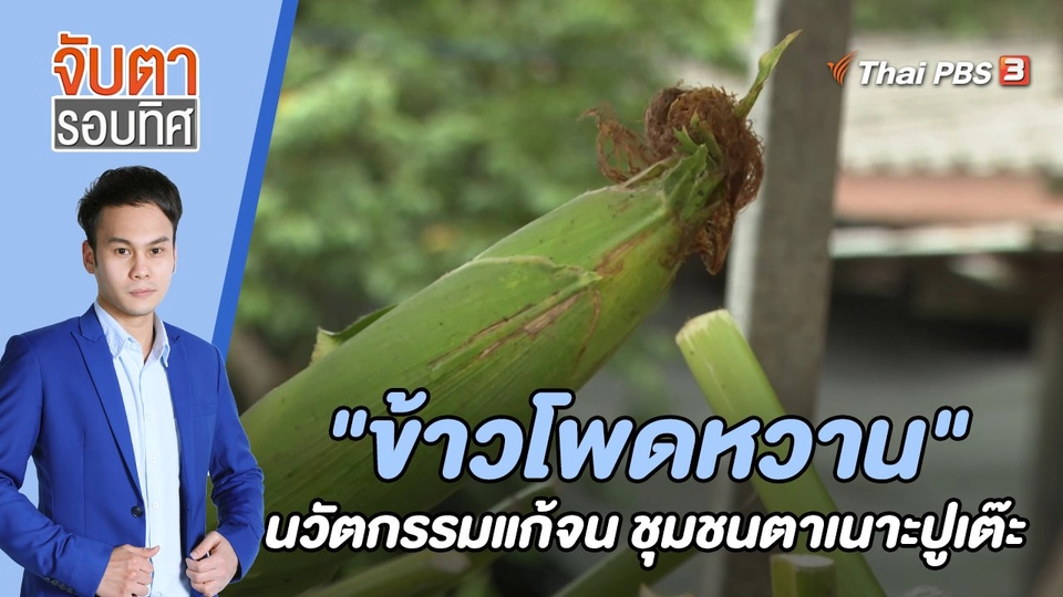 "ข้าวโพดหวาน" นวัตกรรมแก้จน ชุมชนตาเนาะปูเต๊ะ | 14 ก.ย. 65