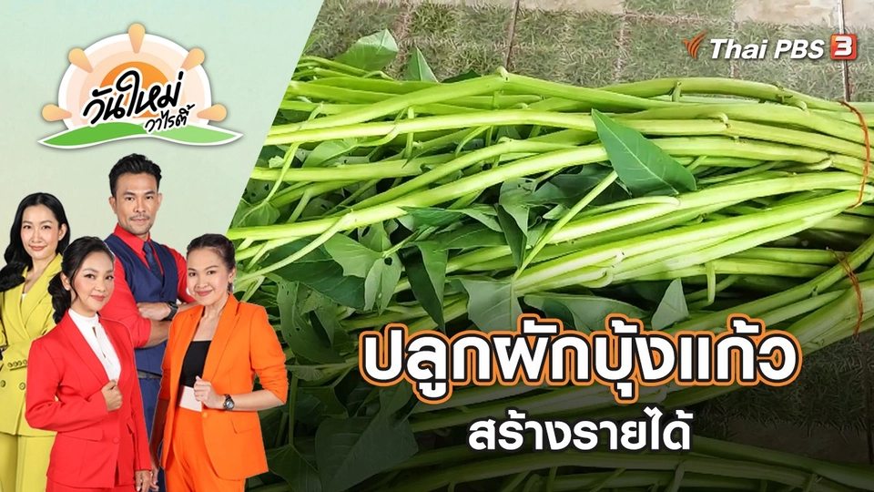 ปลูกผักบุ้งแก้วสร้างรายได้ 10,000 บาทต่อเดือน จ.ราชบุรี | วันใหม่วาไรตี้ | 13 ก.ย. 65