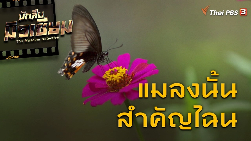 แมลงนั้นสำคัญไฉน