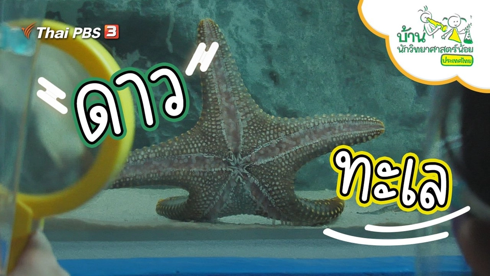 ดาวทะเล